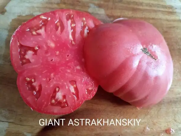 Tomaten: Giant Astrakhanskiy