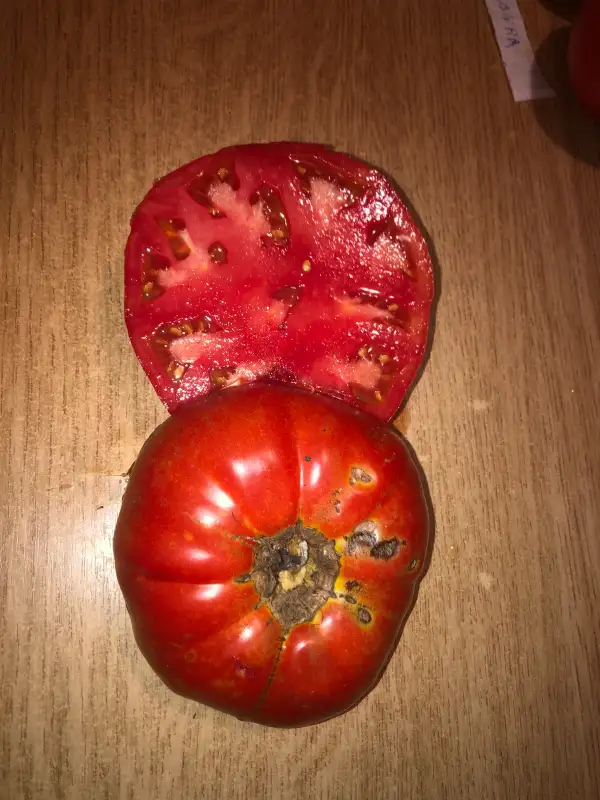 Tomaten: Giant Australian Beefsteak