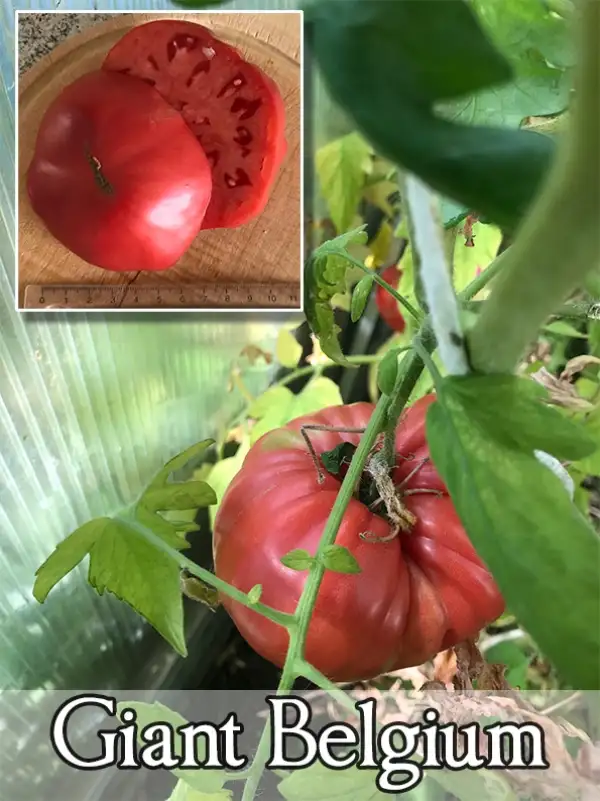 Tomaten: Giant Belgium