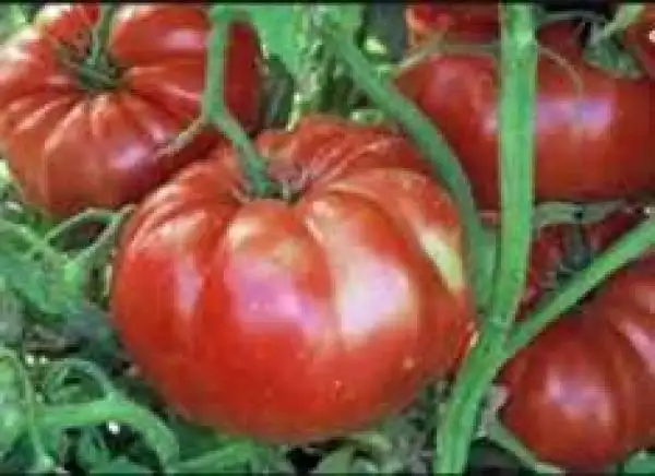 Tomaten: Giant Belgium