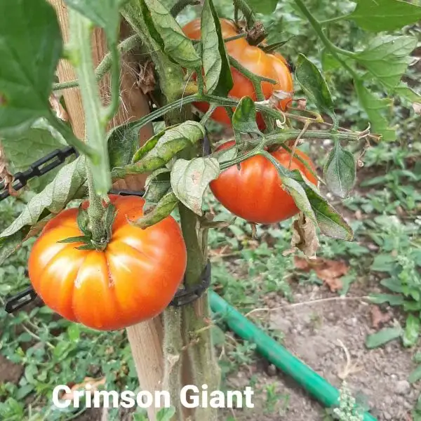 Tomaten: Giant Crimson