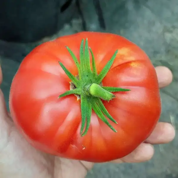 Tomaten: Giant Crimson