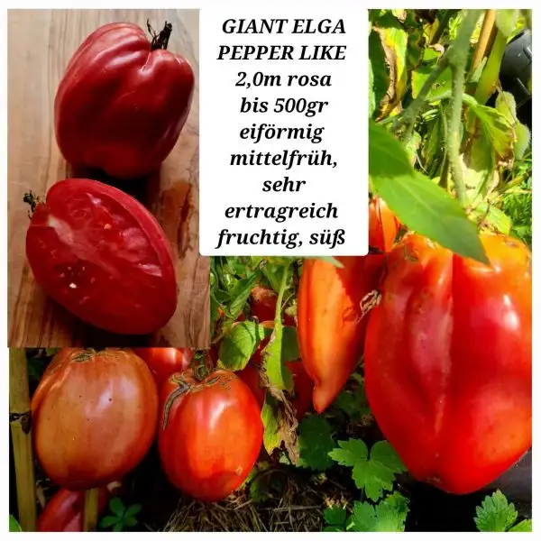 Tomaten: GIANT ELGA PEPPER LIKE