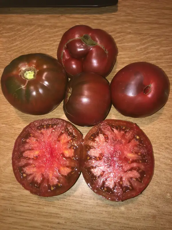 Tomaten: Giant Fiolet