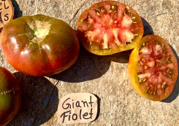 Tomaten: Giant Fiolet