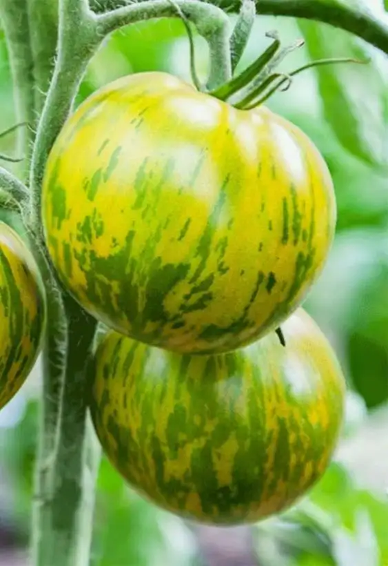 Tomaten: Giant Green Zebra