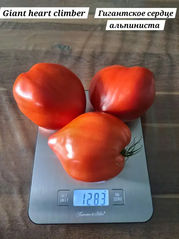 Tomaten: Giant heart climber
