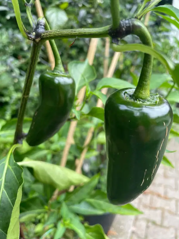 Chili / Paprika: Giant Jalapeno