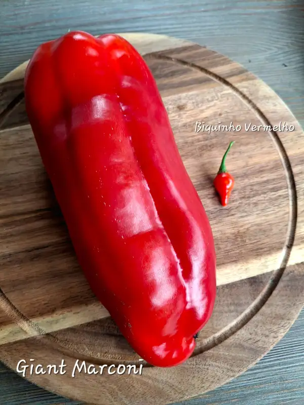 Chili / Paprika: Giant Marconi