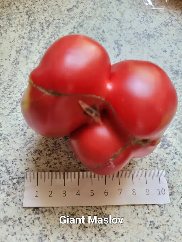 Tomaten: Giant Maslov