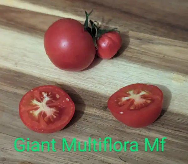 Tomaten: Giant Multiflora