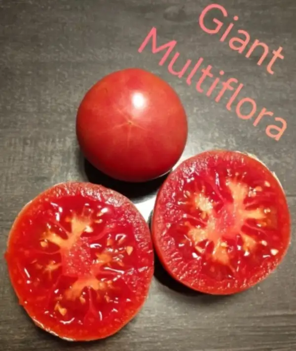 Tomaten: Giant Multiflora