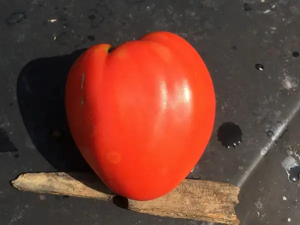 Tomaten: Giant of Siebenbürgen