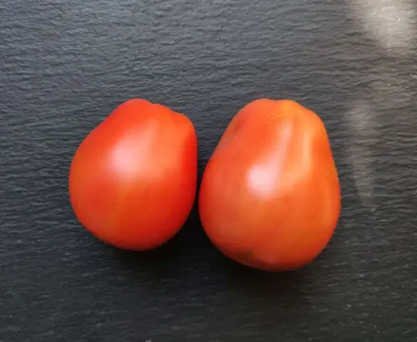 Tomaten: Giant Pear