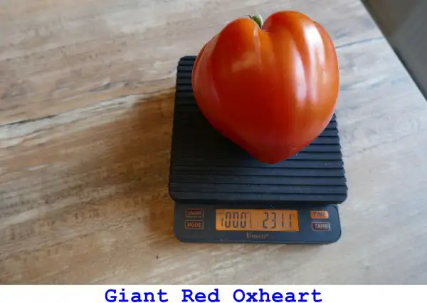 Tomaten: Giant Red Oxheart