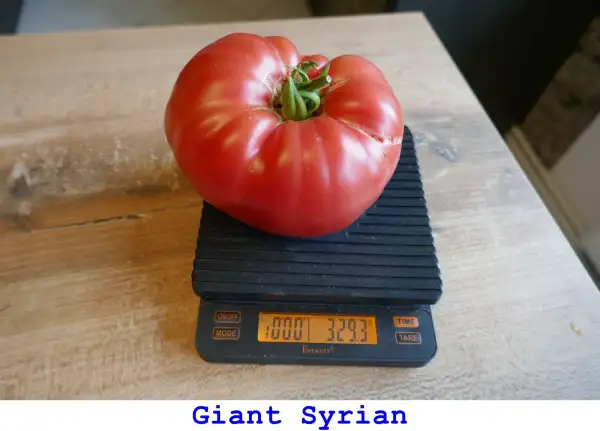 Tomaten: Giant Syrian