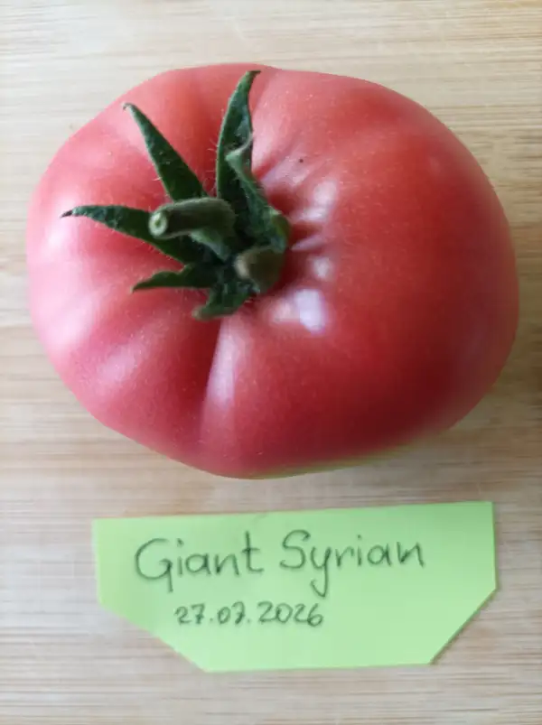 Tomaten: Giant Syrian