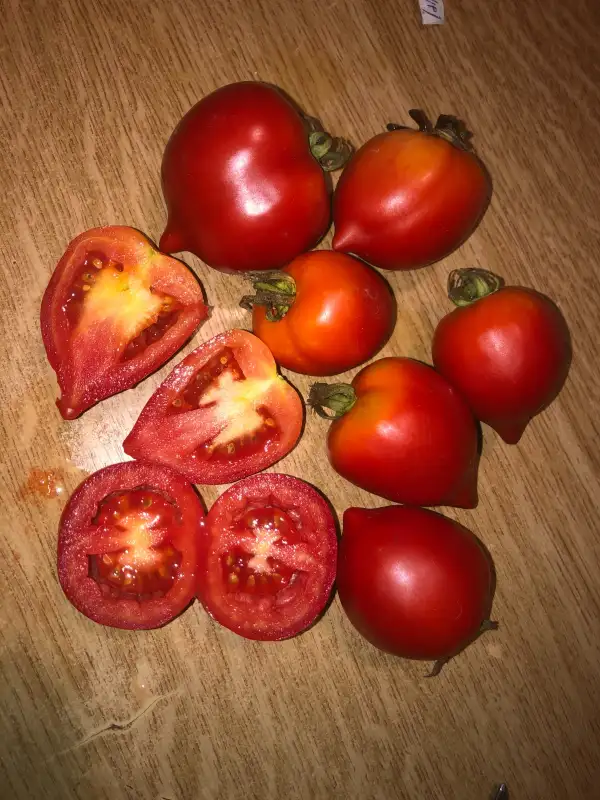 Tomaten: Gibrid 2 Tarasenko