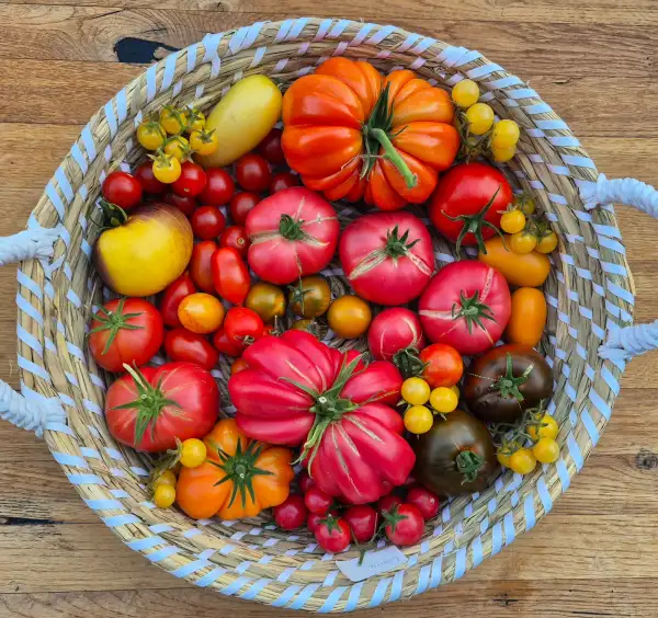 Tomaten: Gift to my wife