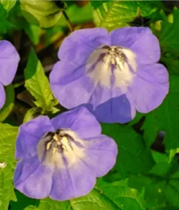 Blumen: Giftbeere