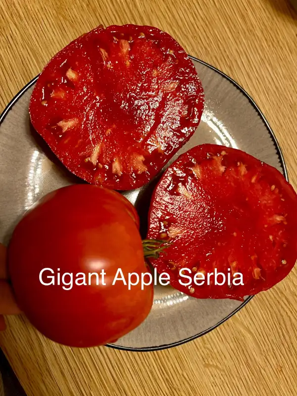 Tomaten: Gigant Apple Serbia