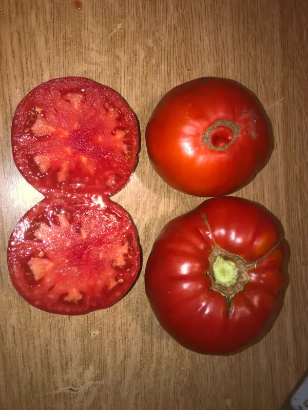 Tomaten: Gigant Jar