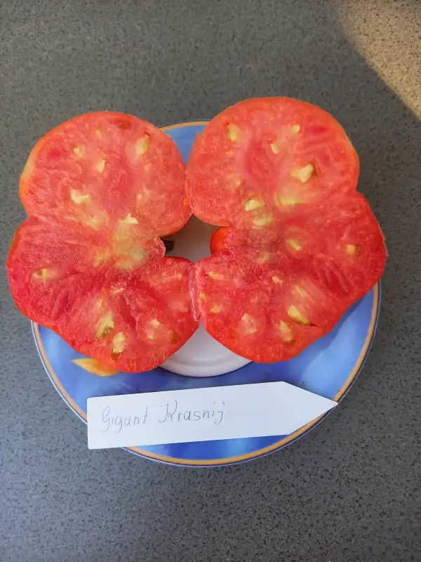Tomaten: Gigant Krasnij