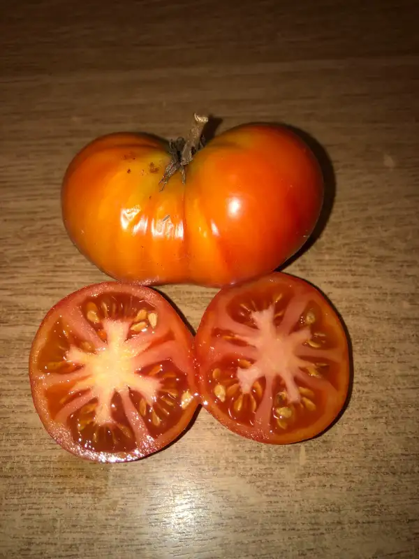 Tomaten: Gigant Semenko