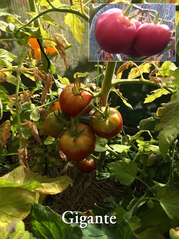 Tomaten: Gigante