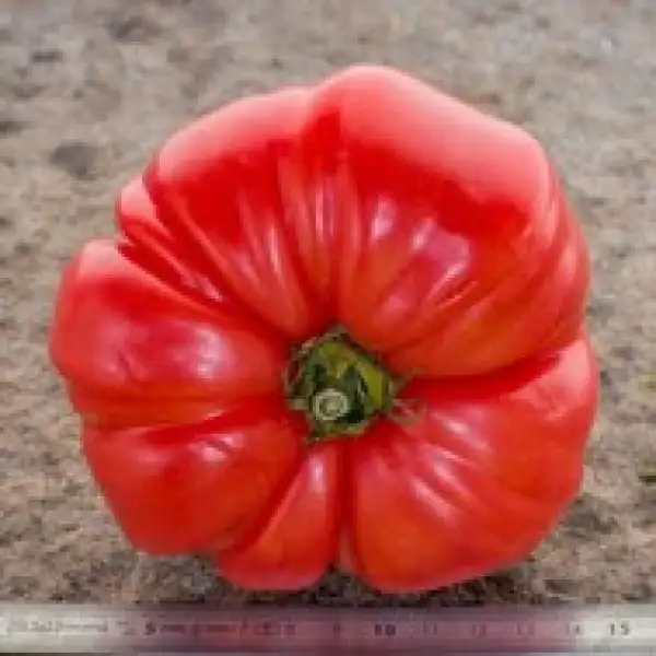 Tomaten: Gigante d