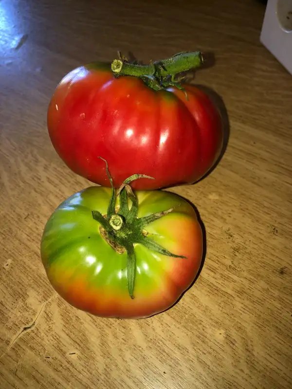 Tomaten: Gigante de Brazatortas