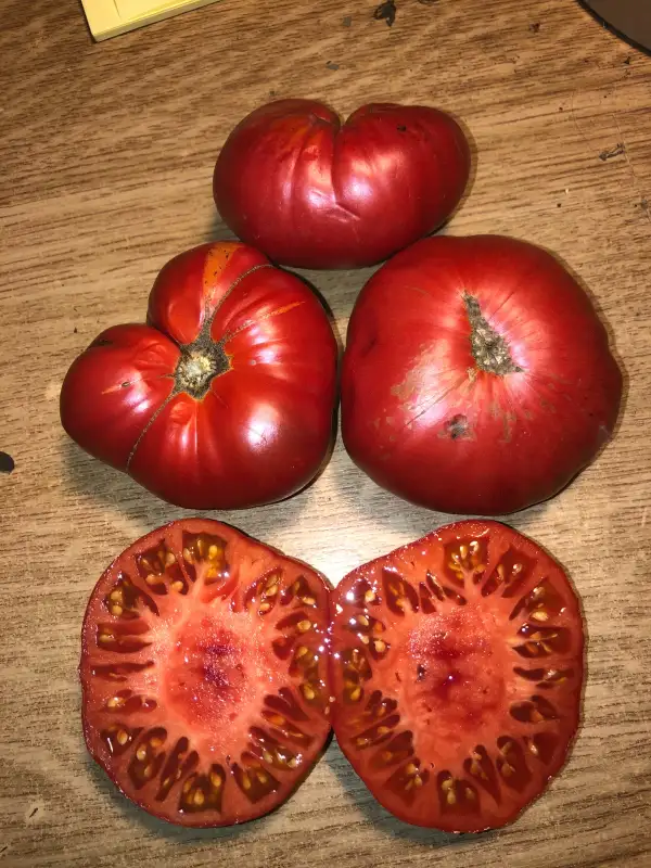 Tomaten: Gigante de Burgos