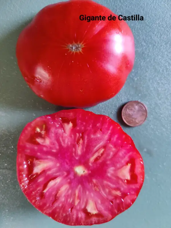 Tomaten: Gigante de Castilla