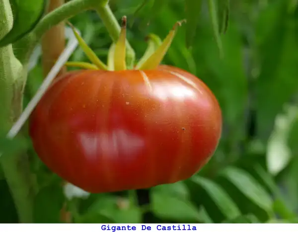 Tomaten: Gigante de Castilla