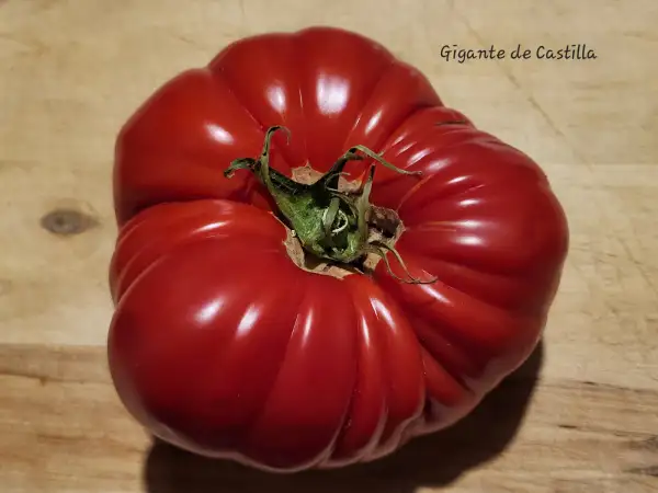 Tomaten: Gigante de Castilla