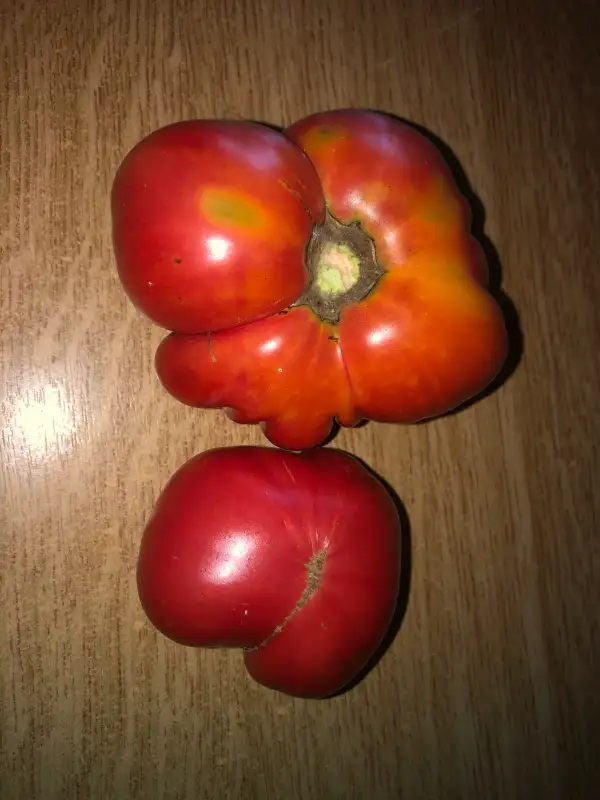 Tomaten: Gigante de Ávila