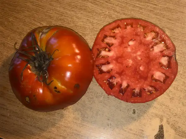 Tomaten: Gigante di Bolzano