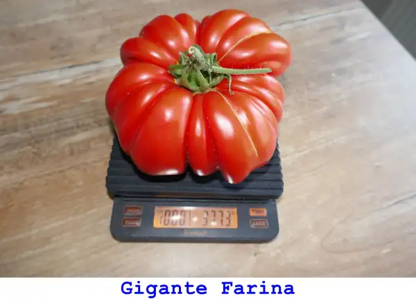 Tomaten: Gigante Farina