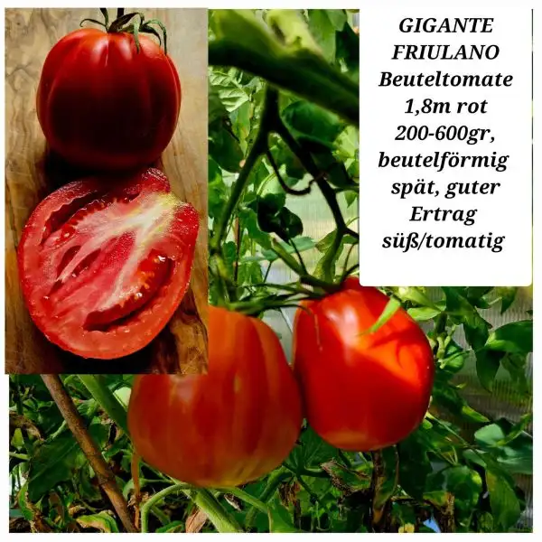 Tomaten: GIGANTE FRIULANO