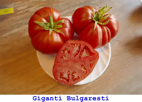 Tomaten: Giganti Bulgaresti
