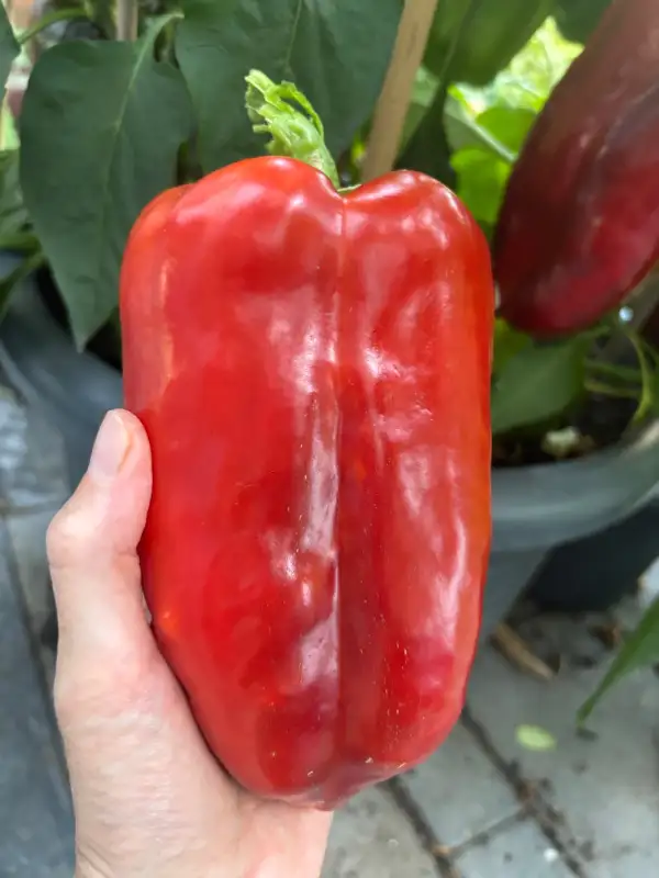 Chili / Paprika: Giganto Riesenpaprika