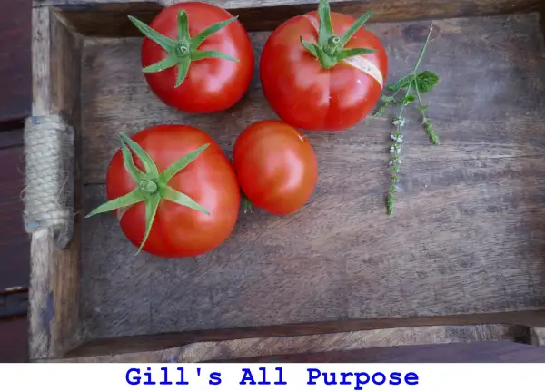 Tomaten: Gill’s All Purpose