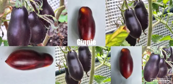 Tomaten: Gimmie - Zwergtomate