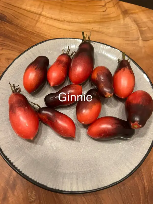 Tomaten: Ginnie