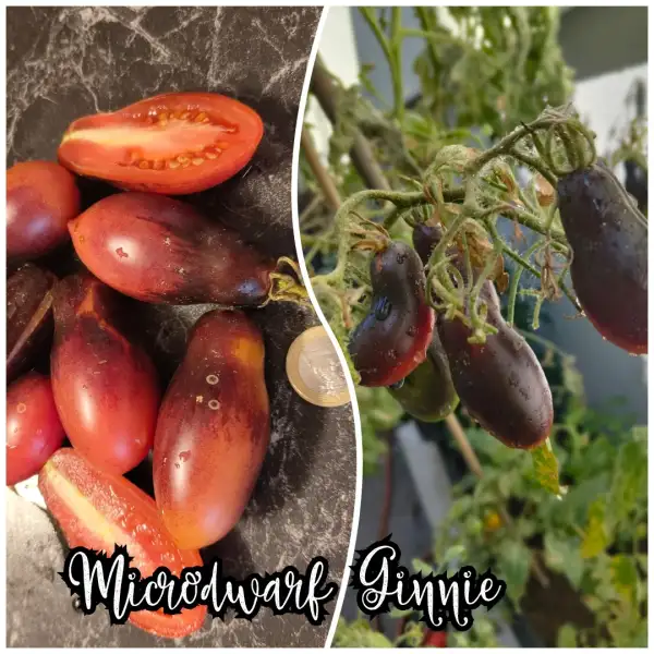 Tomaten: Ginnie Microdwarf