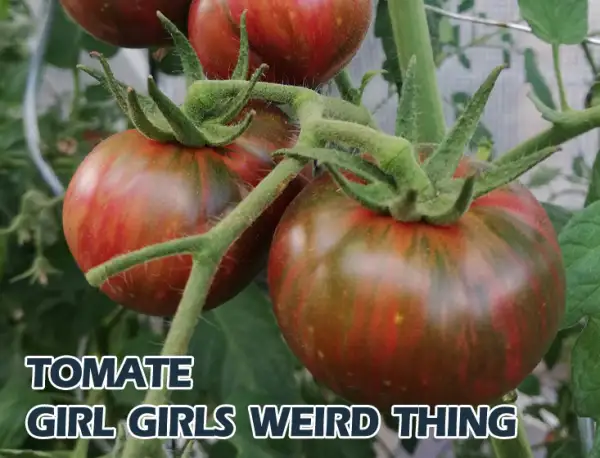 Tomaten: Girl Girls Weird Thing