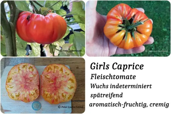 Tomaten: Girls Caprice