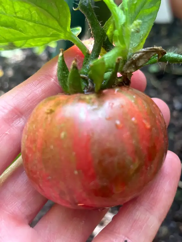 Tomaten: Girls girls weird thing