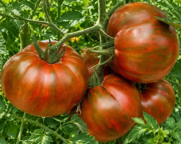 Tomaten: Girls girls weird thing