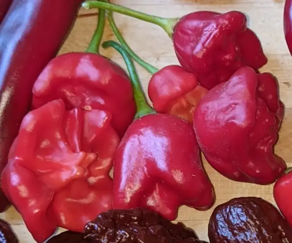 Chili / Paprika: Glöckchen Chili